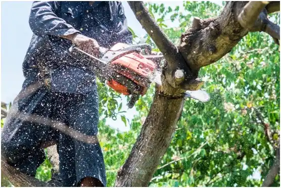 tree services Thomas